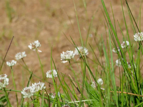 Trifoglio Rosa Fiori Campo Pianta Base Erbe Vicino — Foto Stock