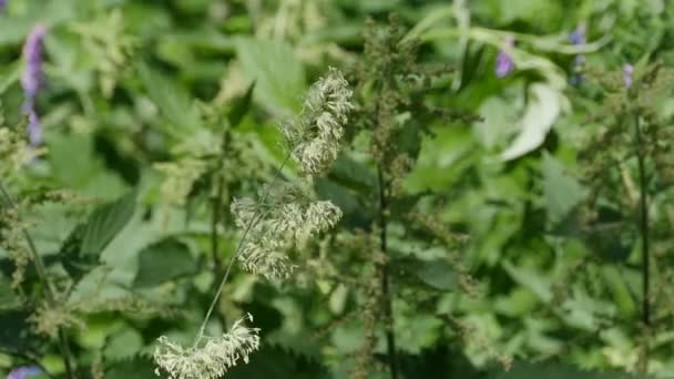 風に吹かれた花粉のカクテル足の草 — ストック動画