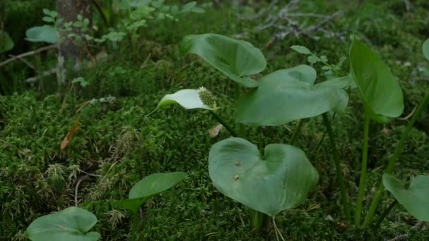 Marsh Calla Blooming Aproape — Videoclip de stoc