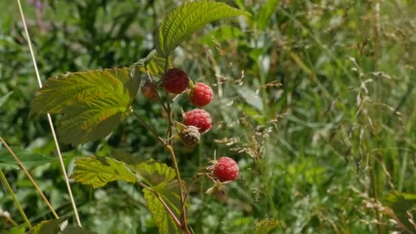 Forest Raspberry Branches — Stock Video