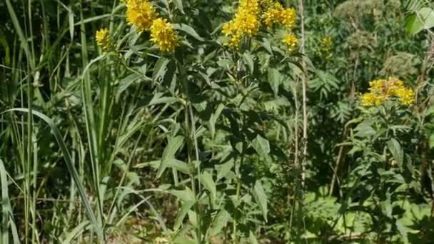 Желтые Цветы Hypericum Природной Панораме — стоковое видео