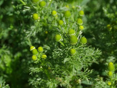 Doğada çam çimi yeşili çiçekler, tıbbi bitki.