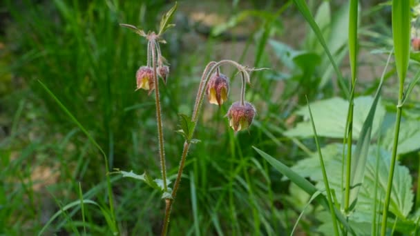 Flores Geum Rivale Longo Caule Close Planta Herbal — Vídeo de Stock