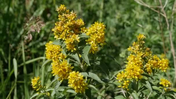 Flores Amarelas Hypericum Natureza Close Planta Herbal — Vídeo de Stock