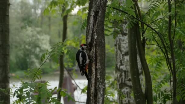 大红啄木鸟啄食种子 — 图库视频影像