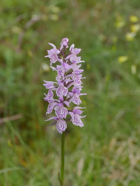 Planě Rostoucí Exotická Orchidej Přírodě — Stock fotografie