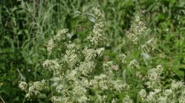 yabani mısır gevreği bitkileri çiçek açar.
