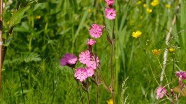 Çayırdaki çiçekler, Silene Dioica 'nın kırmızı çiçekleri, yakın plan, yaz güneşinin ışığıyla aydınlatılıyor.