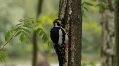 Harika benekli ağaçkakan yakın plan.