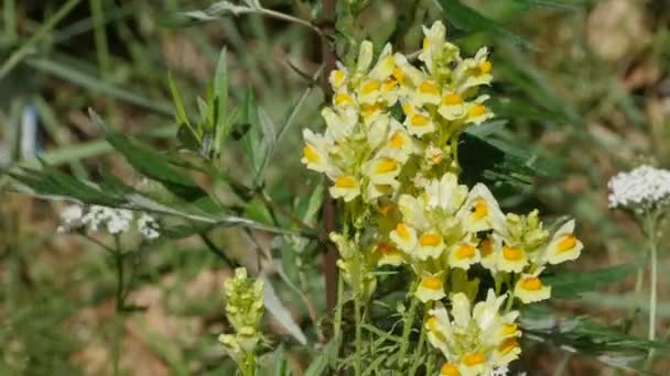 Flores Amarillas Toadflax Común Planta Medicinal Base Hierbas — Vídeos de Stock