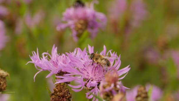 Grande Mouche Hoverfly Sur Une Fleur Avec Proboscis Boire Nectar — Video