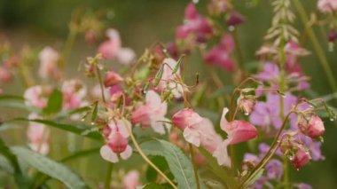 Himalaya Balsam çiçeği, veya Impatiens glandulifera çiçeği, yakın plan, panorama