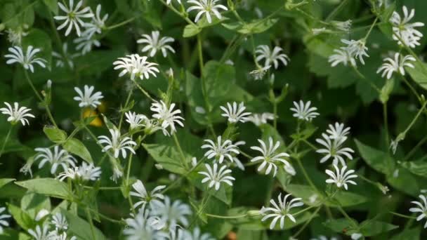 Stellaria Media白またはひよこ豆の白い小さな花がズームイン — ストック動画
