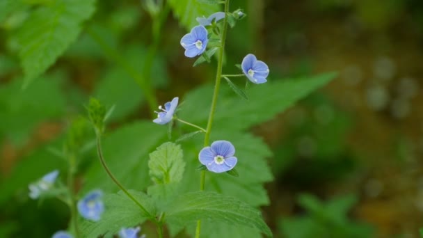 Pequeñas Flores Azules Verónica Chamaedrys Cerca — Vídeos de Stock