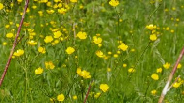 Çayırda yanan sarı çiçekler.