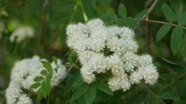 Dağ külünün çiçekli dalları