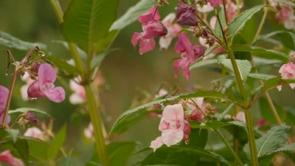 Blomst Himalaya Balsam Nær – stockvideo