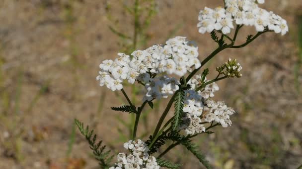 Weiße Blüten Der Schafgarbe Nahaufnahme Kräuterpflanzenpanorama — Stockvideo