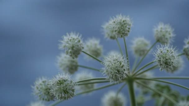 Angélica Paraguas Inflorescencia Flores Sobre Fondo Azul Cerca — Vídeos de Stock