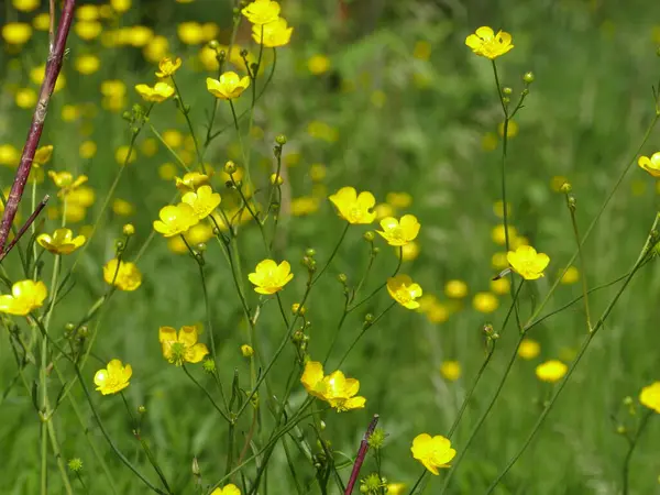 Yellow Flowers Burning Buttercup Meadow — Stock Photo, Image