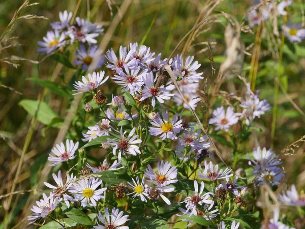 Asters Contra Fundo Campo Flores Silvestres Prado Florido — Fotografia de Stock