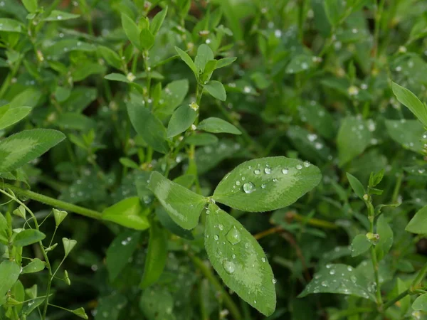 Zimny Poranek Rosa Liściach Zielonej Trawy — Zdjęcie stockowe
