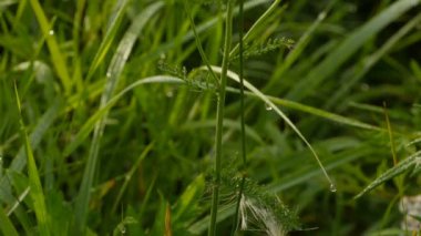 Yarrow 'un beyaz çiçekleri