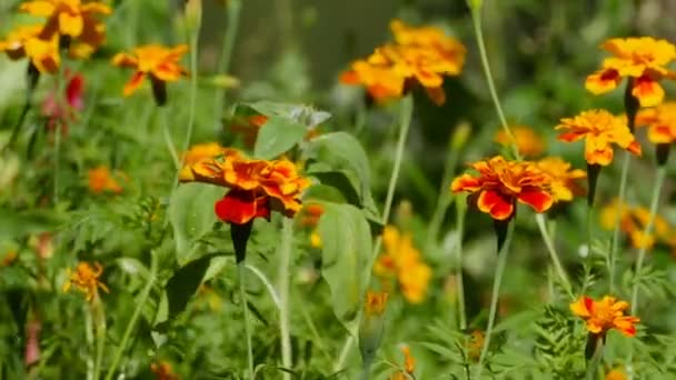 Amarillas Flores Naranjas Caléndulas Jardín Cerca — Vídeos de Stock