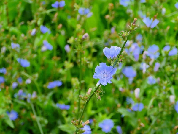 Bright Blue Blooming Chicory Flowers Meadow — Stock Photo, Image