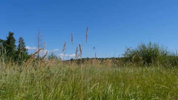 Kłosy Zbóż Zielona Trawa Łące Piękny Krajobraz Niski Kąt Widzenia — Wideo stockowe
