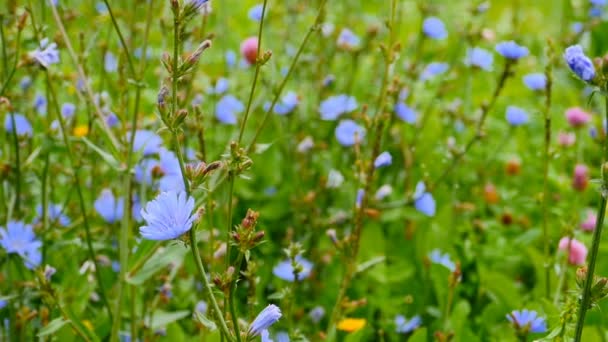 Kék Cikória Virágok Rét Közelkép Nyomkövető Lövés — Stock videók