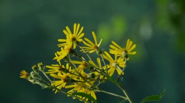 Yeşil arkaplanda sarı çiçekler.