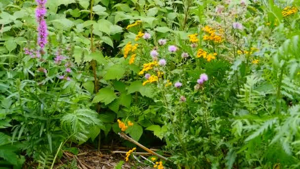 Wildflower Flowering Herbs Thickets Close — Stock Video