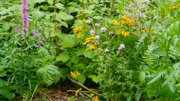 Wildblumen Blühende Kräuter Dickicht Aus Nächster Nähe — Stockvideo