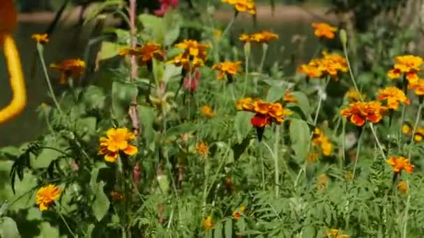 Flores Amarillas Caléndulas Primer Plano Jardín — Vídeo de stock