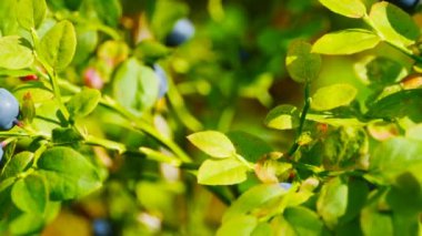 Böğürtlen ormanı böğürtlenleri yakın çekim kamerasında hareket halindedir.