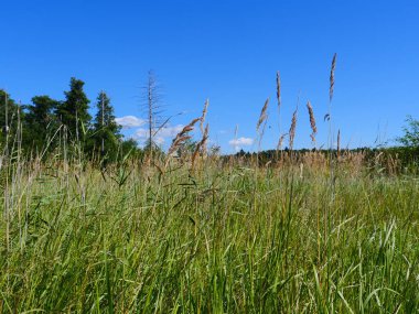 Çayırdaki yeşil çimenler Güzel manzara alçak açı