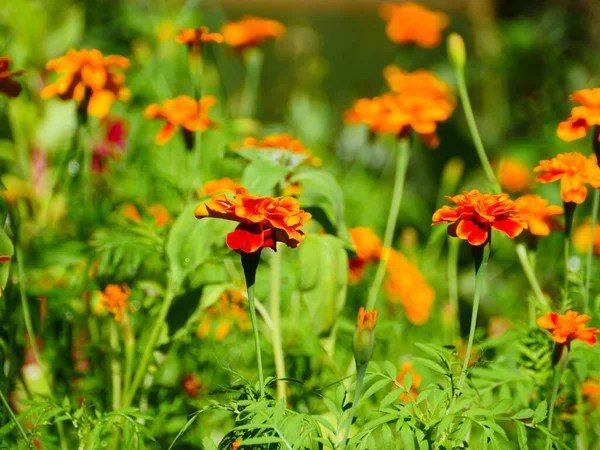 Jasnożółte Pomarańczowe Kwiaty Marigolds Ogrodzie Zbliżenie — Zdjęcie stockowe