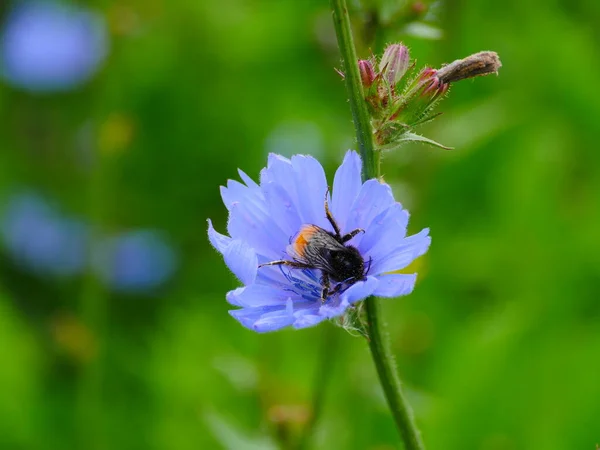 Große Hummel Auf Chicorée Blüte Nahaufnahme — Stockfoto