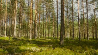 Orman manzarası, güzel yaz manzarası.