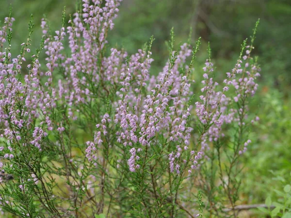 Heldere Bloemen Bloeiende Heide Heide — Stockfoto