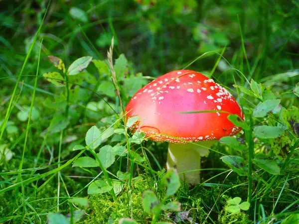 Fungo Rosso Volare Agarico Nell Erba Primo Piano — Foto Stock