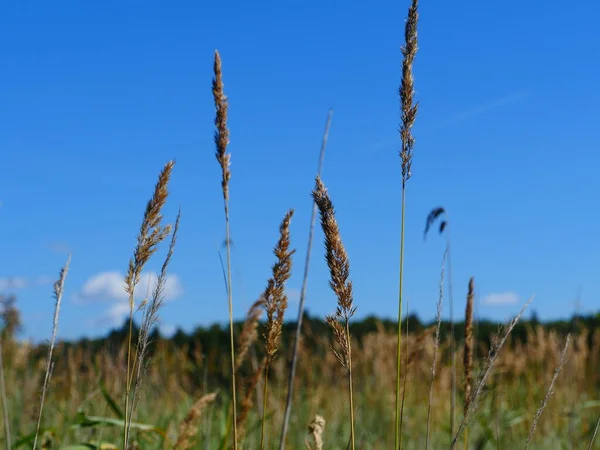 Las Espigas Los Cereales Campo Contra Cielo Azul Primer Plano — Foto de Stock