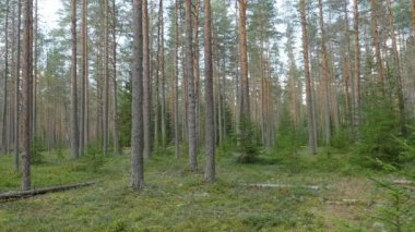 Yaz manzarasında çam ormanı, güzel manzara.