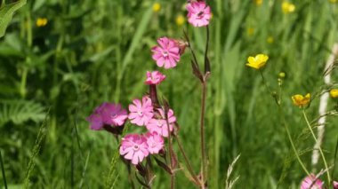 Yeşil çayır üzerinde vahşi çiçek Silene dioica, yakın plan, salıncak
