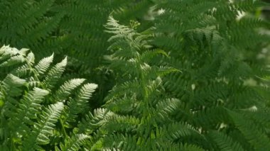 Yeşil eğreltiotu yaprakları güneş ışığında yakındır.