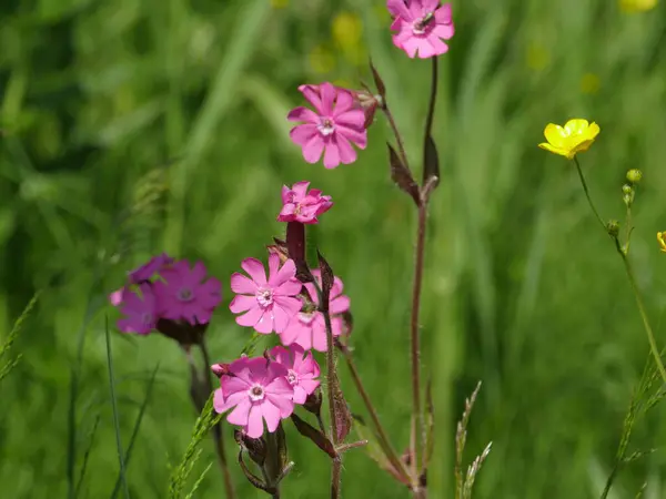 Divoký Květ Silene Dioica Zelené Louce Zblízka — Stock fotografie