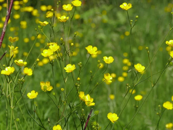 Flores Amarelas Buttercup Prado Verde Close — Fotografia de Stock