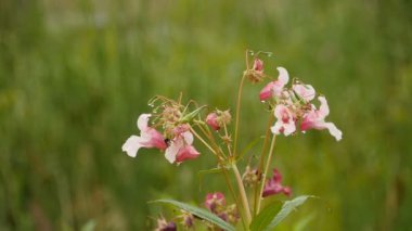 Yaban arısı, Himalaya balsam çiçekleri üzerinde sabah çiğ taneleriyle nektar toplar.