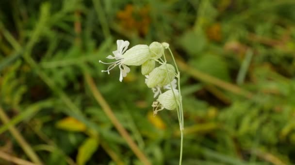 Flores Rocío Del Campion Vejiga Cerca — Vídeo de stock